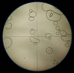 Saliva under the microcope by conskeptical