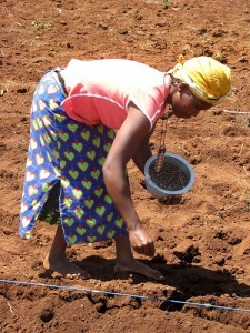 Adding fertilizer in Kenya, a One Acre Fund project; by Lukas
