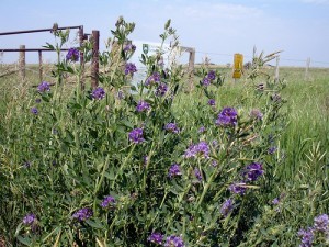 Alfalfa in a field; by daryl_mitchell