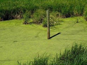 Algae bloom; by tuchodi