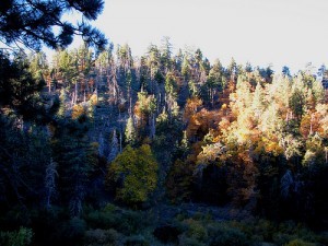 Pine bark beetle damage in the Angeles National Forest; tomsaint11