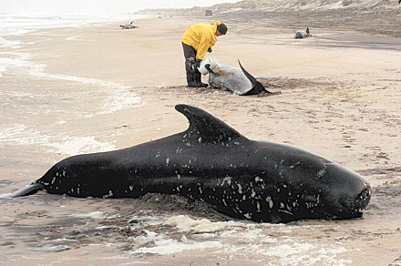 Whales beached in North Carolinan following Navy exercises in 2005
