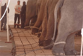 Chained Ringling elephants