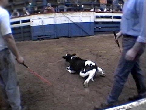 Veal calf, \