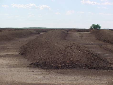 dairy cow compost rows \