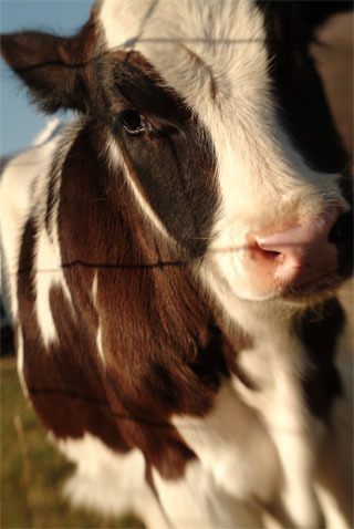 Dylan, a rescued veal calf now living at the Woodstock Farm Animal Sanctuary