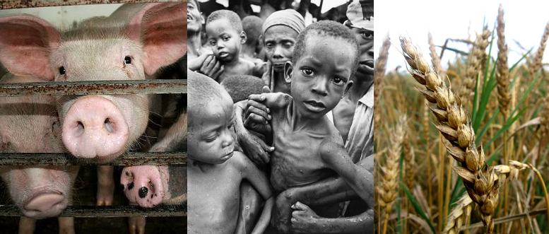 world-hunger-animal-ag-livestock-feed-connections