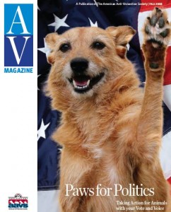 AAVS Fall 08 cover