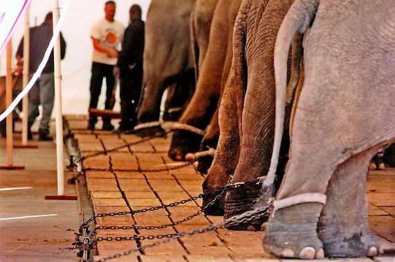 chained-ringling-elephants Chained Ringling Elephants