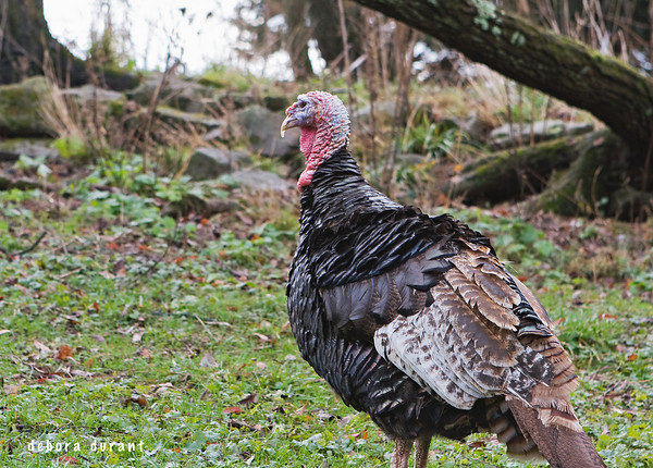 Gobbles