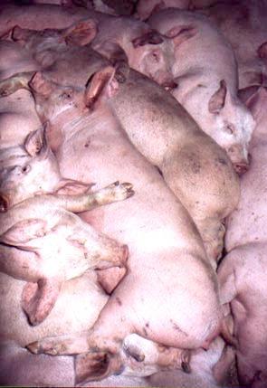 Overcrowded pigs in transport