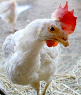 Peaceful Prairie free-range hen, one year later