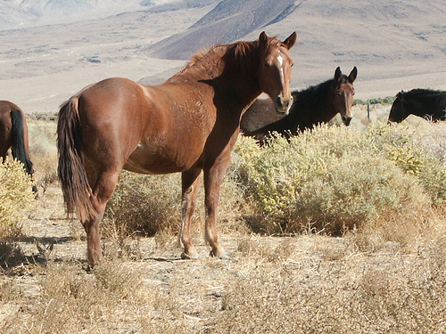 wild horses