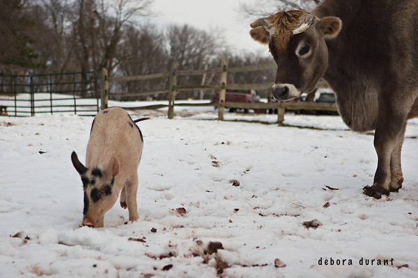 curiosity of cows - invisible voices