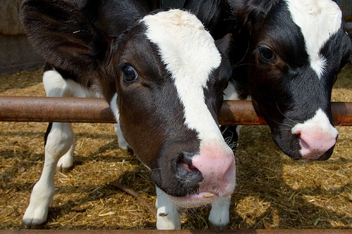 calves