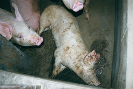 pigs downer-slaughter