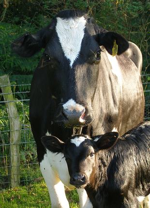 cow-and-calf-pre-separation1