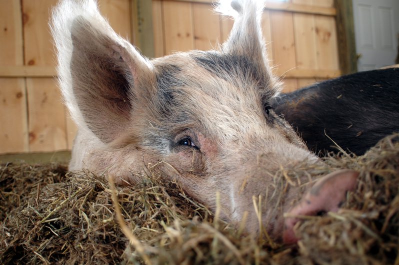julie-woodstockfarmanimalsanctuary