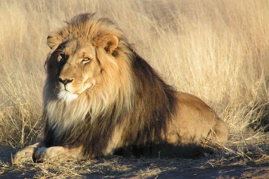 lion-in-nambia