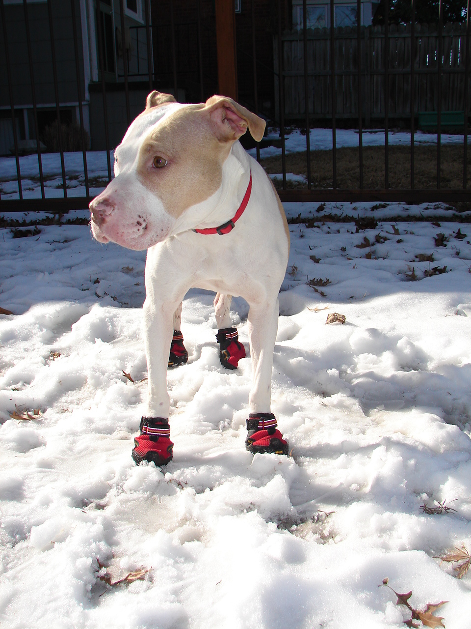 mabel-showing-off-her-boots