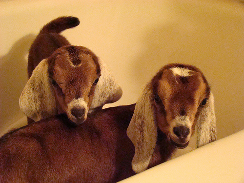 babygoats-maple-farm