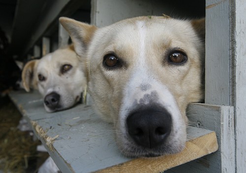 iditarod-dogs