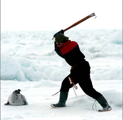 seal-hunt-2