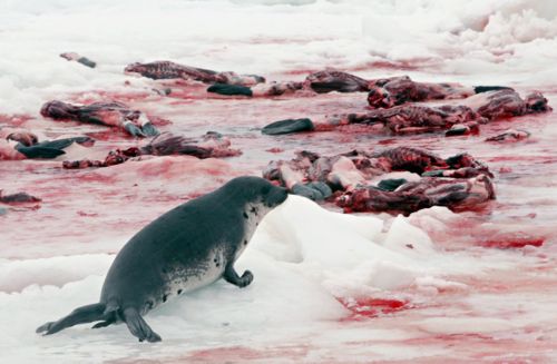 seal-hunt