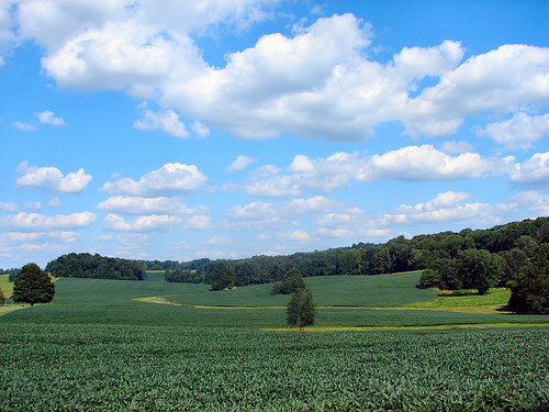 soybean-field
