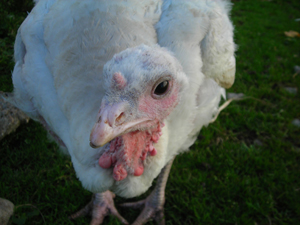 uta-turkey-maple-farm-sanctuary