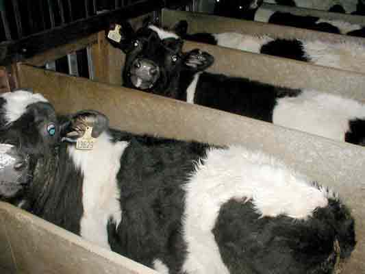 veal-calves