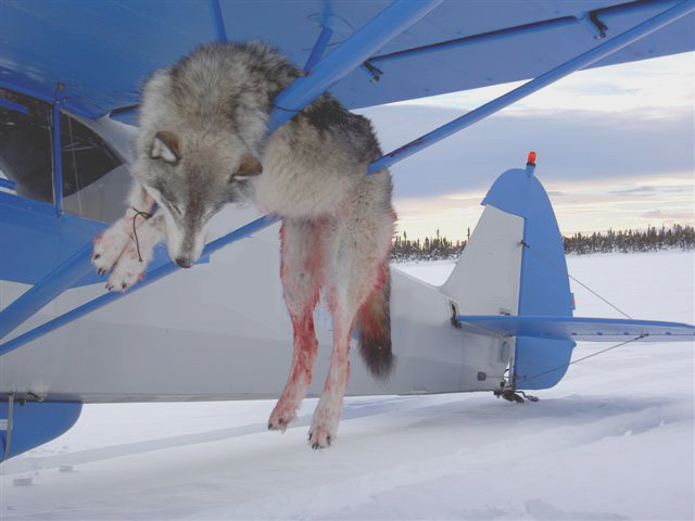 http://change-production.s3.amazonaws.com/photos/wordpress_copies/animalrights/2009/03/wolf_and_plane.jpg