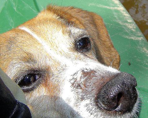 cotton-rescued-beagle