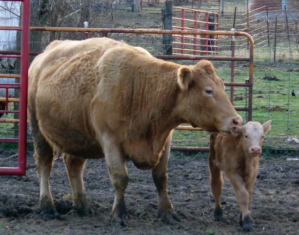 mother-cow-and-calf-easyvegan