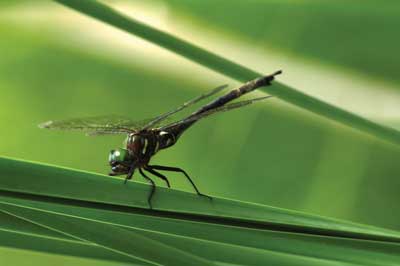 hines-emerald-dragonfly