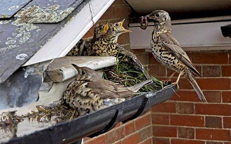 mother-and-father-thrush-protecting-young