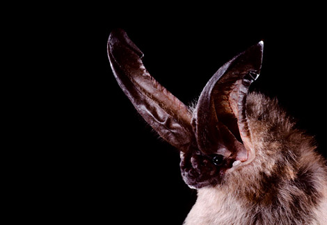 ozark-big-eared-bat