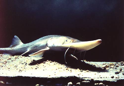 pallid-sturgeon