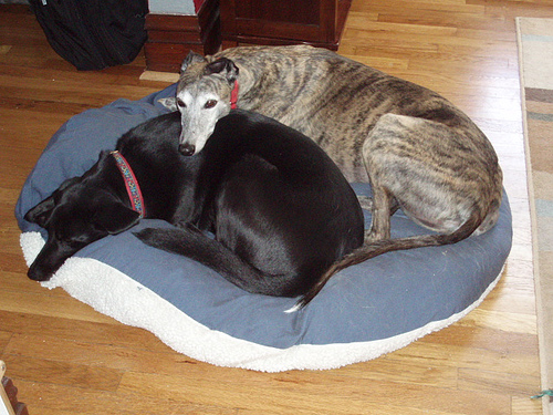 sara-and-ella-c2006-07
