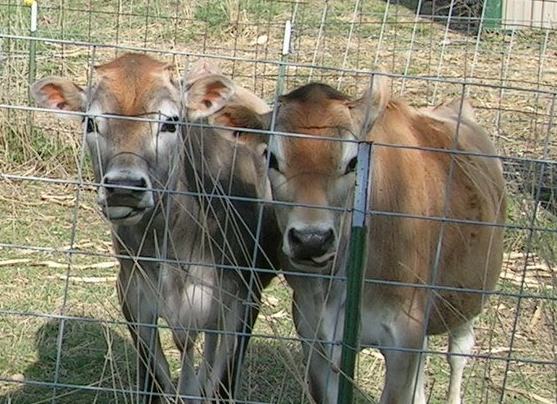 catherine-friend-calves-to-kill-two