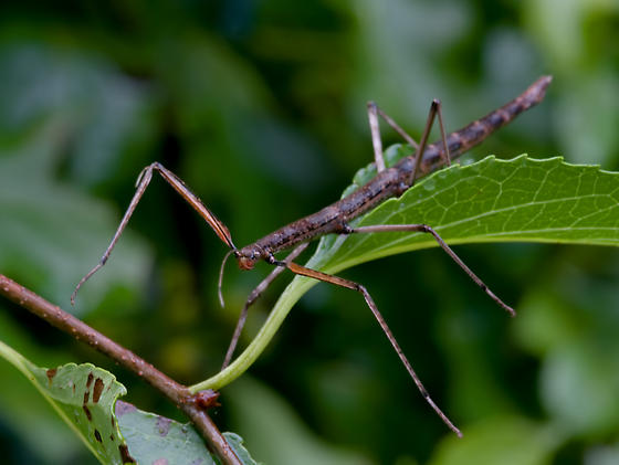 walking-stick