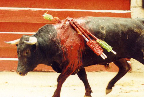 bullfight