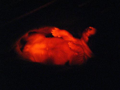 glowing-puppy