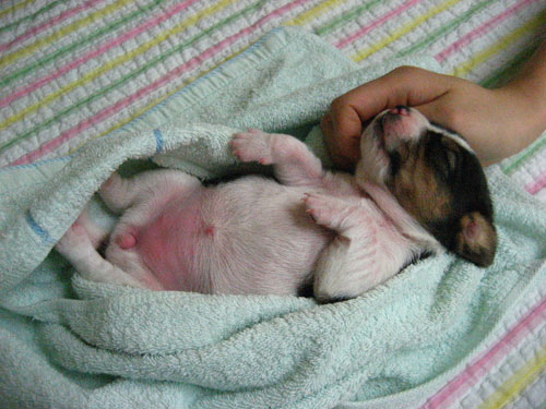 ruppy-transgenic-puppy