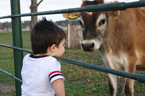 boy-and-cow