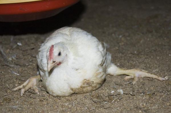 broiler-chicken-resized