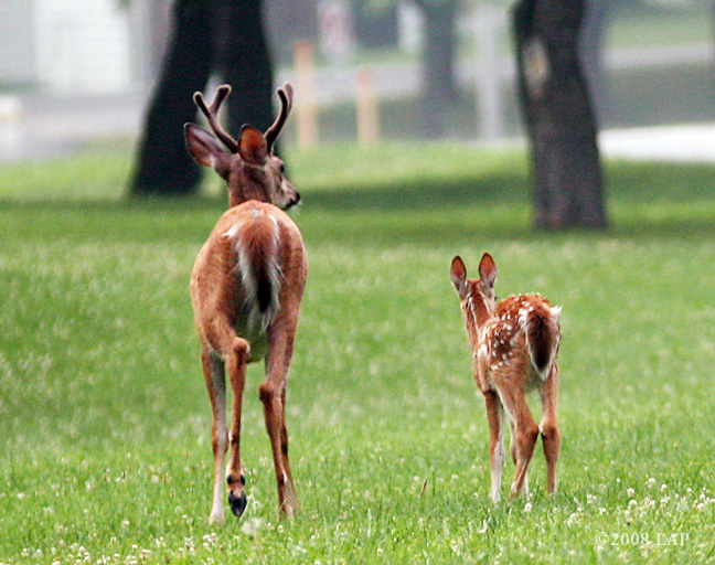 buck-and-fawn-cayuga-heights