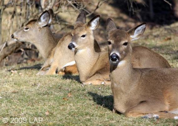 cayuga-heights-deer