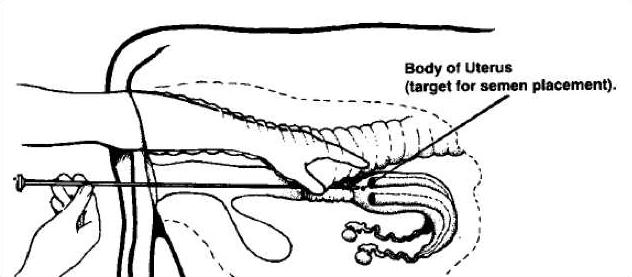 cow-insemination-diagram
