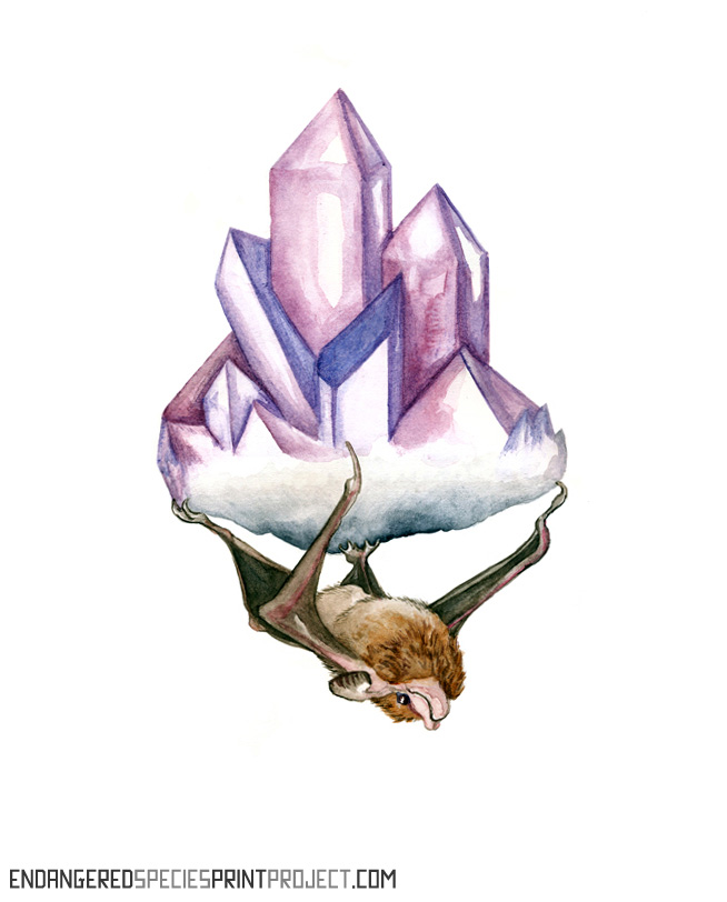 endangered-species-print-project
